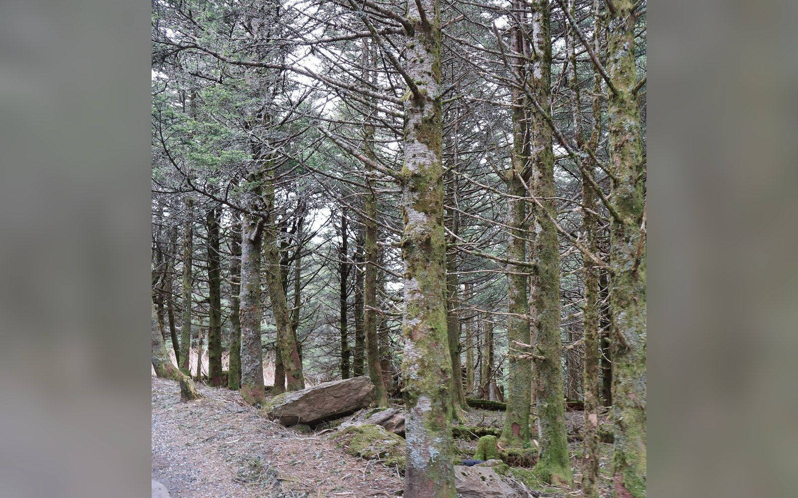 Moss-covered conifer trunks line a gravel path through a dense forest